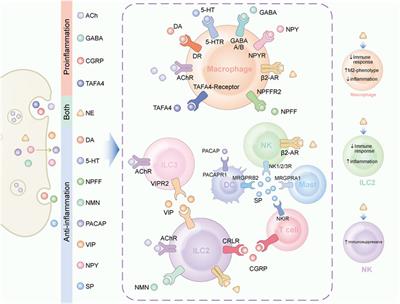 Neuroendocrine regulations in tissue-specific immunity: From mechanism to applications in tumor